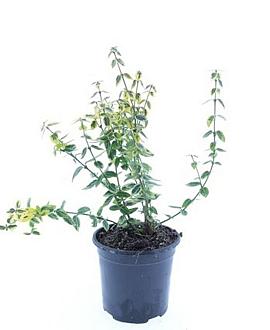 Euonymus fort. 'Emerald 'n' Gold' Pot 1,5 liter