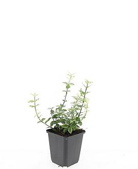 Euonymus fort. 'Harlequin' Pot 9 cm