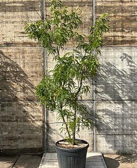 Gleditsia triac. 'Sunburst' Pot 130 liter 200 - 250 cm Meerstammig
