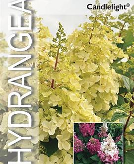 Hydrangea pan. Candlelight Pot 12 liter Stam 60 cm