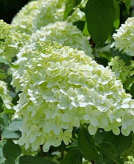 Hydrangea pan. 'Limelight' Pot 12 liter Stam 60 cm