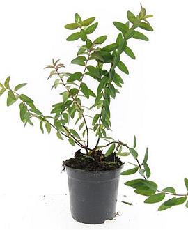 Hypericum 'Hidcote' Pot 1,5 liter