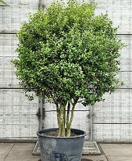 Ilex cornuta Pot 350 Liter 200 - 250 cm Meerstammig