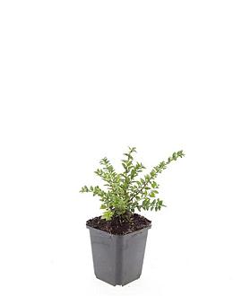 Lonicera nit. 'Maigrün' Pot 9 cm