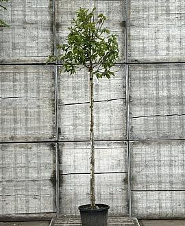 Magnolia kobus Hoogstam (Stamomtrek 10-12 cm)
