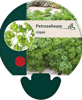 Petroselinum crispum Pot 9 cm