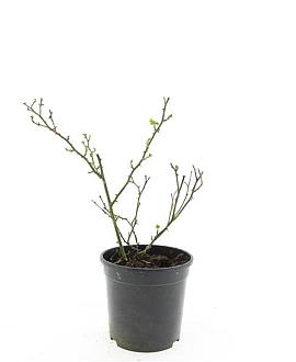 Rosa (P) 'Rote The Fairy' Pot 1,5 liter