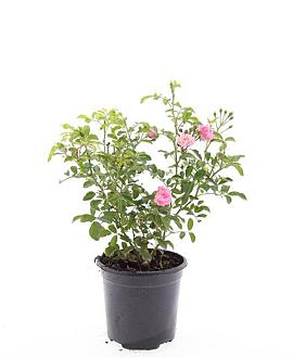 Rosa (P) 'The Fairy' Pot 1,5 liter