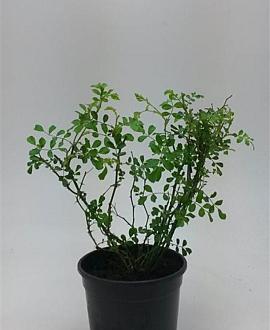 Rosa (M) 'White Fairy' Pot 1,5 liter