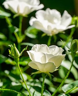 Rosa (M) 'White Fairy' Pot 1,5 liter