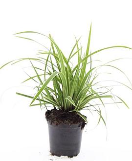 Carex morrowii 'Ice Dance' Pot 1,5 liter