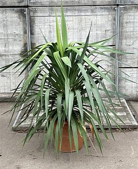 Yucca gloriosa Pot 20 Liter