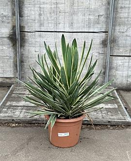 Yucca gloriosa 'Variegata' Pot 20 Liter