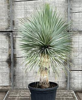 Yucca rostrata Pot 50 Liter stam 50 cm 