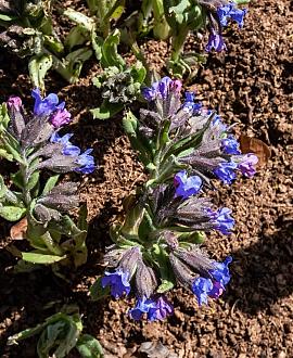 Pulmonaria ang. 'Azurea' Pot 9 cm