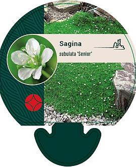 Sagina subulata 'Senior' Pot 9 cm