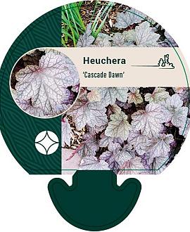 Heuchera 'Cascade Dawn' Pot 9 cm