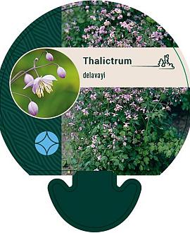 Thalictrum delavayi Pot 9 cm