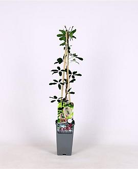 Akebia quinata Pot 2 Liter