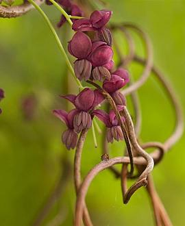 Akebia quinata Pot 2 Liter
