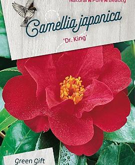 Camellia j. 'Dr King' Pot 7,5 Liter 80 - 100 cm