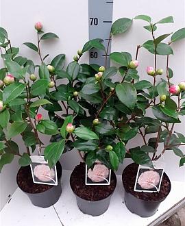 Camellia j. 'Nuccio's Pearl' Pot 7,5 Liter 70 - 80 cm