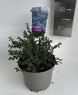 Ceanothus 'Blue Mound' Pot 2 Liter