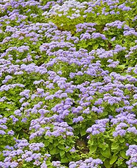 Ceanothus 'Concha' Pot 3 Liter 