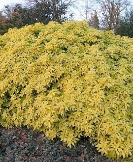 Choisya ternata Sundance Pot 7,5 Liter 