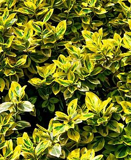 Euonymus fort. 'Emerald 'n' Gold' Pot 13 cm
