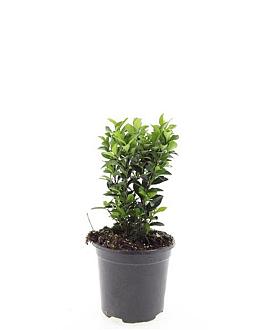 Euonymus jap. 'Green Spire' Pot 1,5 liter
