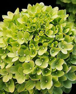 Hydrangea pan. Little Lime Pot 3 Liter 