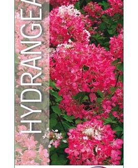 Hydrangea pan. Diamand Rouge Pot 3 Liter 