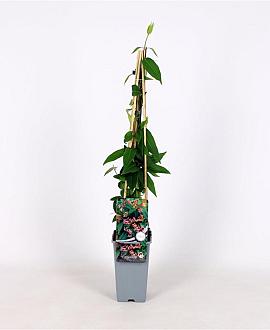 Lonicera henryi Pot 2 Liter