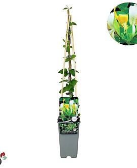 Lonicera jap. 'Hall's Prolific' Pot 2 Liter