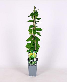 Lonicera jap. 'Hall's Prolific' Pot 2 Liter