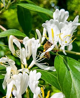 Lonicera jap. 'Hall's Prolific' Pot 2 Liter