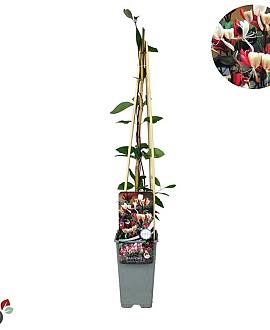 Lonicera periclymenum Pot 2 Liter