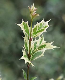 Osmanthus heter. 'Goshiki' Pot 2 Liter