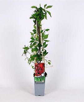 Parthenocissus quinq.engelmannii Pot 2 Liter
