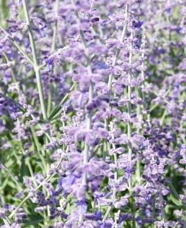 Perovskia atripl. 'Little Spire' Pot 2 Liter