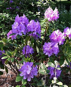 Rhododendron 'Catawb. Grandiflorum' Pot 7,5 Liter 