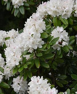 Rhododendron 'Cunningham's White' Pot 12 liter 
