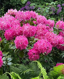 Rhododendron 'Germania' Pot 7,5 Liter 50 - 60 cm