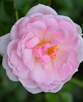 Rosa (F) 'Bonica' Pot 3 Liter 