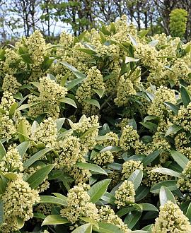 Skimmia confusa 'Kew Green' Pot 5 Liter 