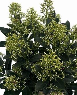 Skimmia j. 'Finchy' Pot 3 Liter 