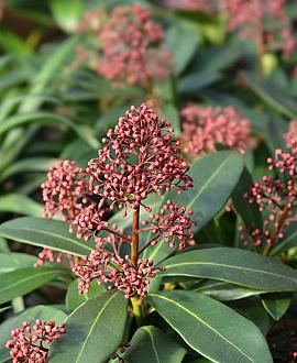 Skimmia j. 'Rubella' Pot 2 Liter