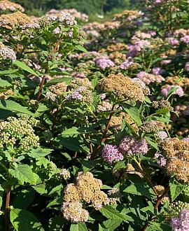 Spiraea jap. 'Little Princess' Pot 2 Liter
