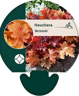 Heuchera 'Marmalade' Pot 9 cm
